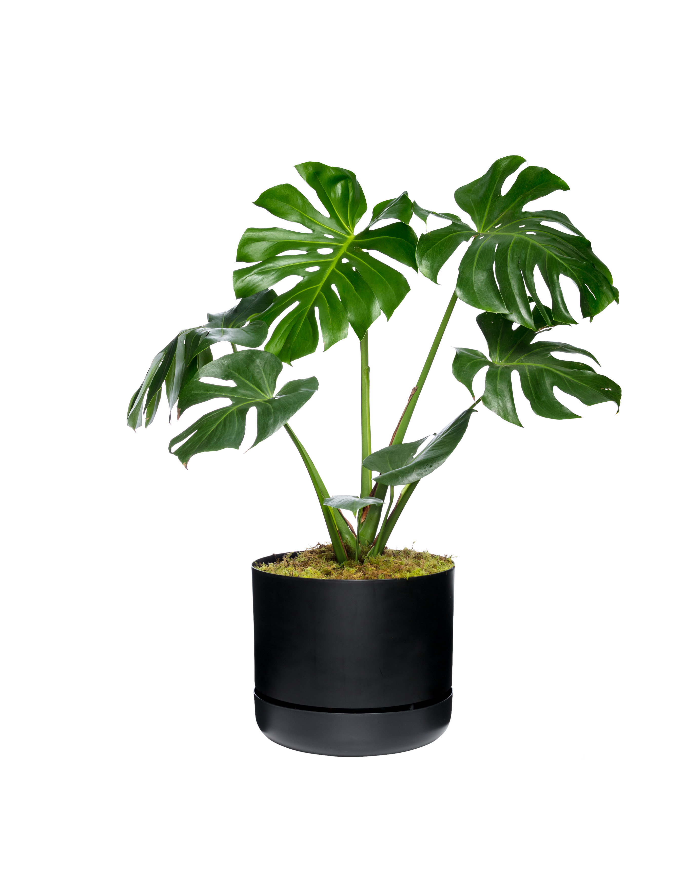 Monstera_6486_RT (1)