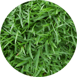 Zoysia.png