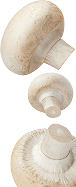 Mushroom-mobile-bottom